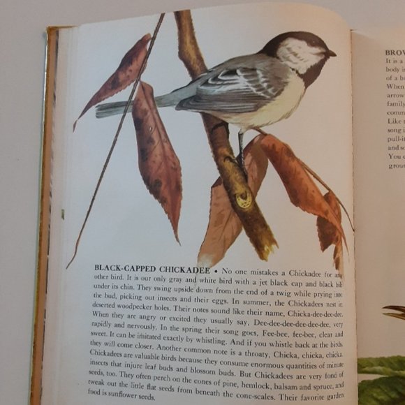 THE BOOK OF SONGBIRDS w/ 78 rpm record of bird songs - Picture 7 of 10